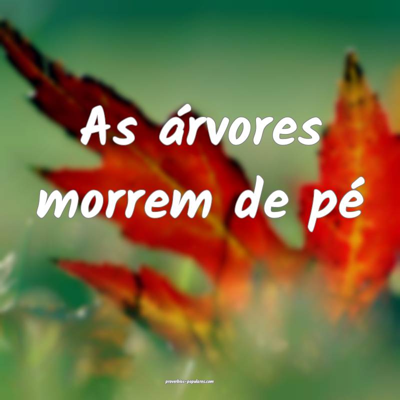 As árvores morrem de pé ...