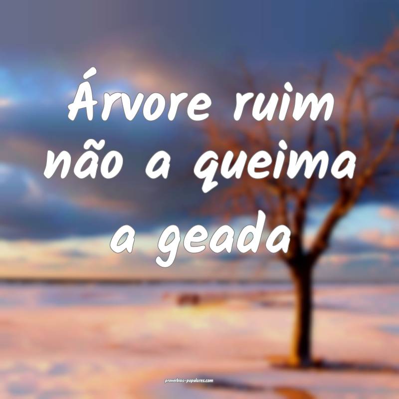 Árvore ruim não a queima a geada...