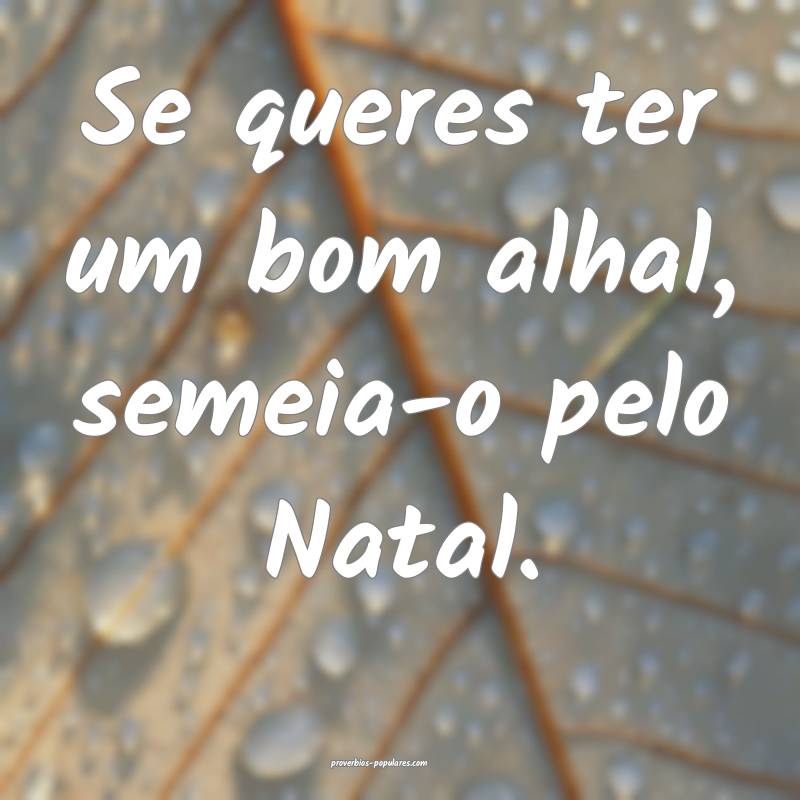 Se queres ter um bom alhal, semeia-o pelo Natal. ...