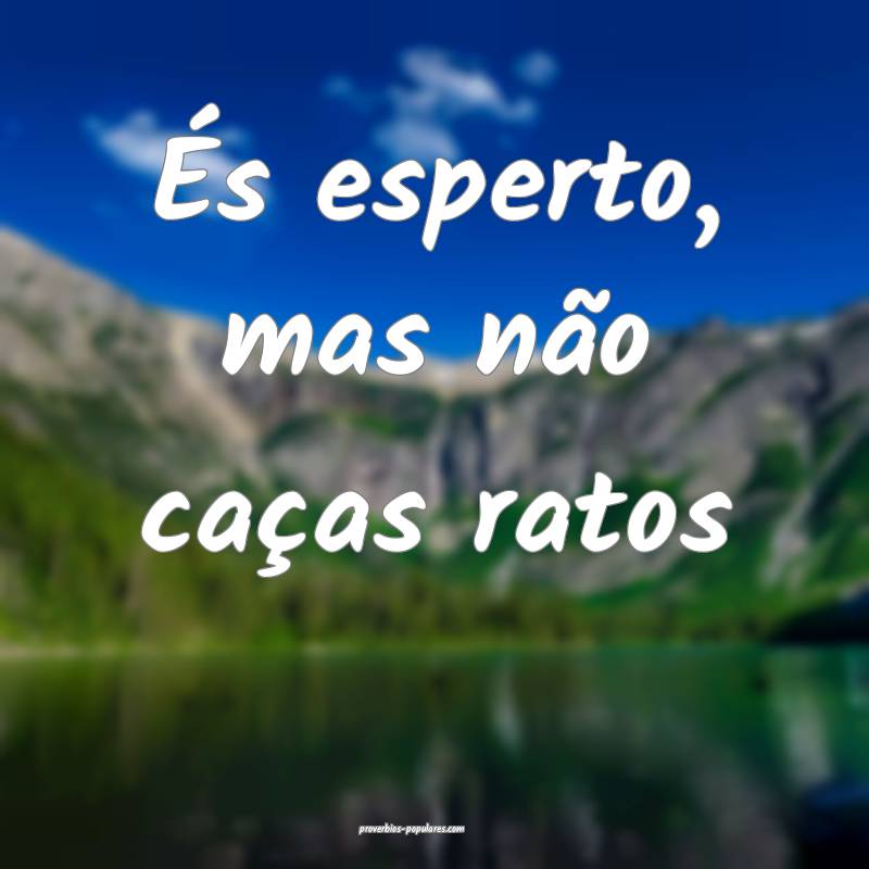 És esperto, mas não caças ratos...