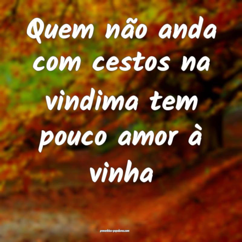 Quem não anda com cestos na vindima tem pouco amor à vinha...