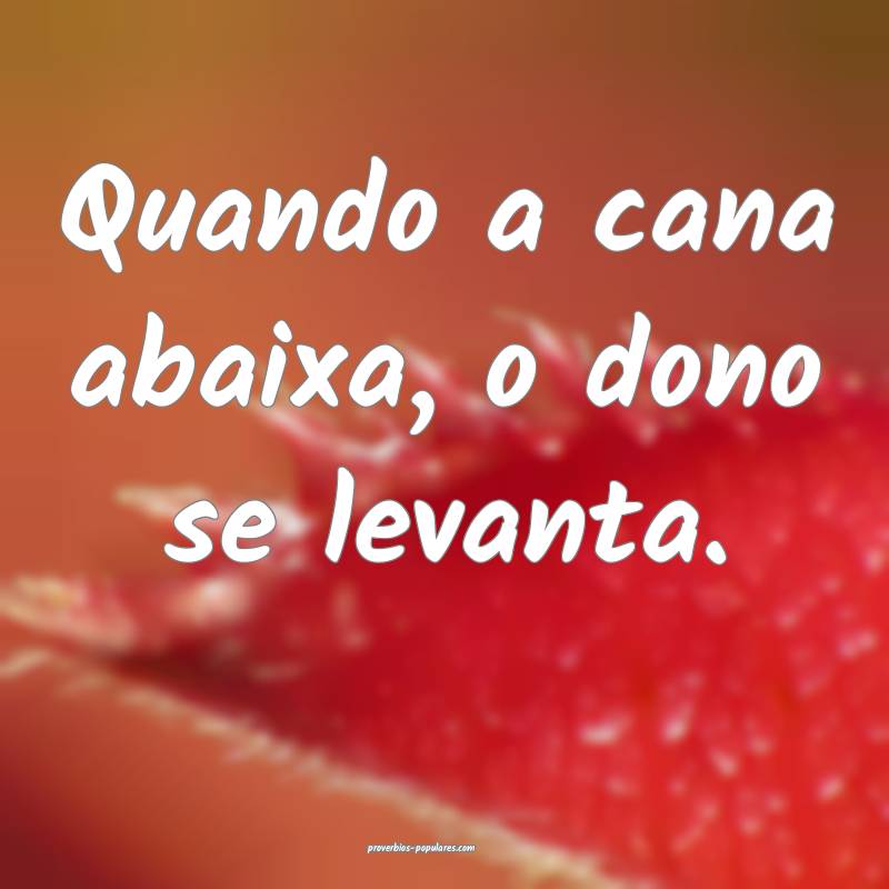 Quando a cana abaixa, o dono se levanta.
...