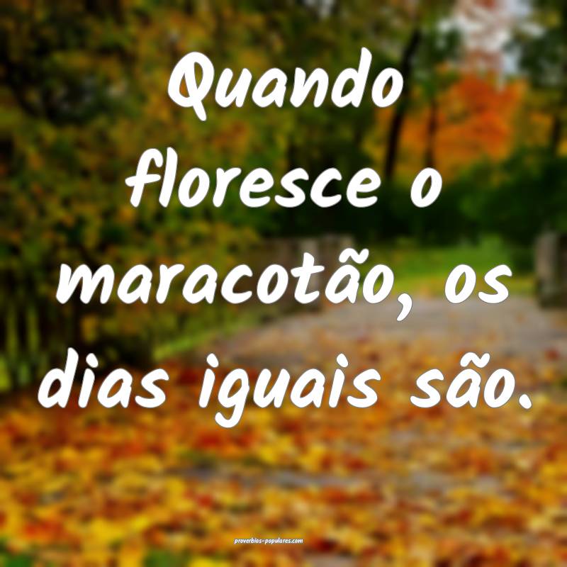 Quando floresce o maracotão, os dias iguais são. ...