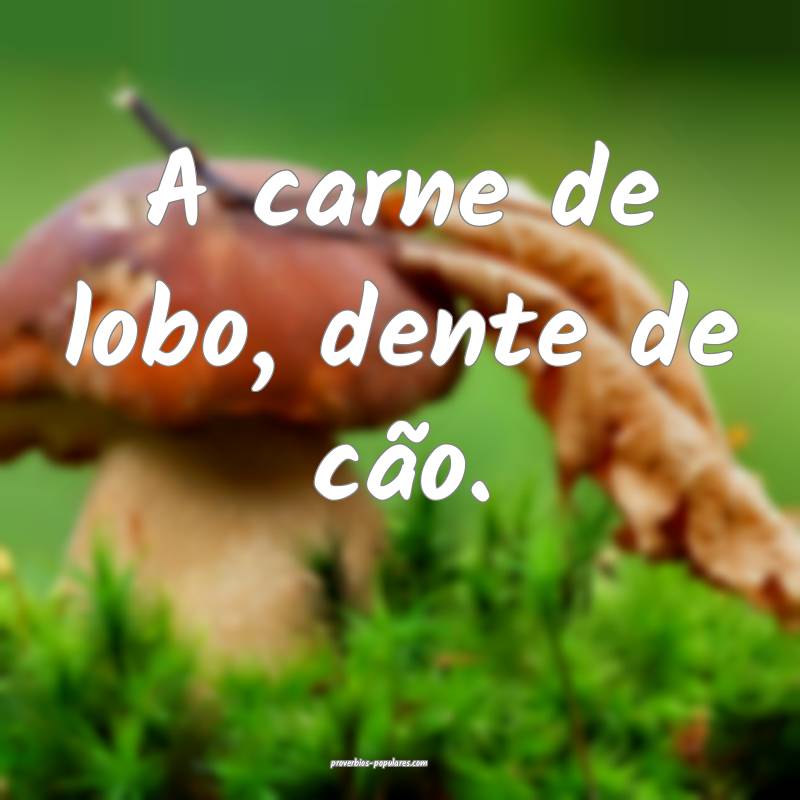 A carne de lobo, dente de cão.
...