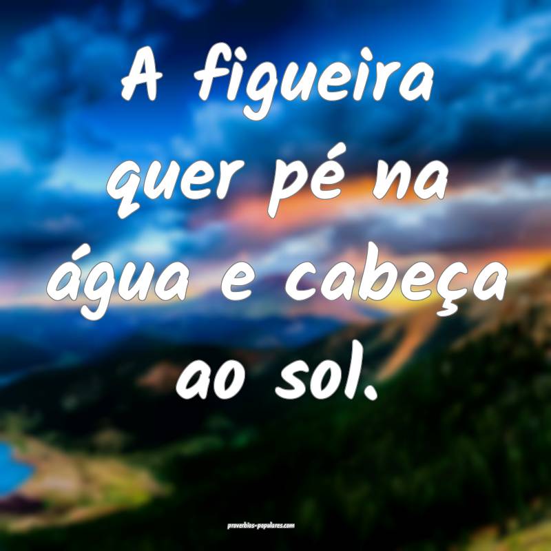 A figueira quer pé na água e cabeça ao sol.
...