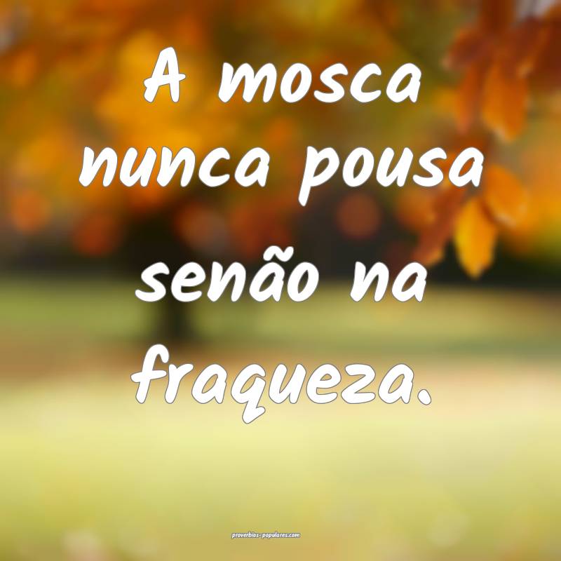 A mosca nunca pousa senão na fraqueza.
...
