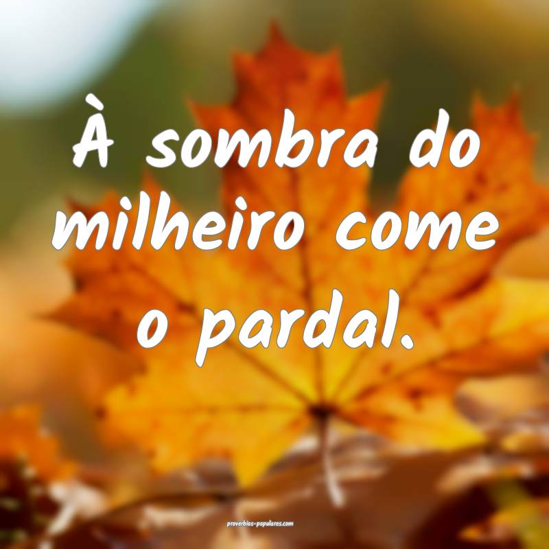 À sombra do milheiro come o pardal.
...