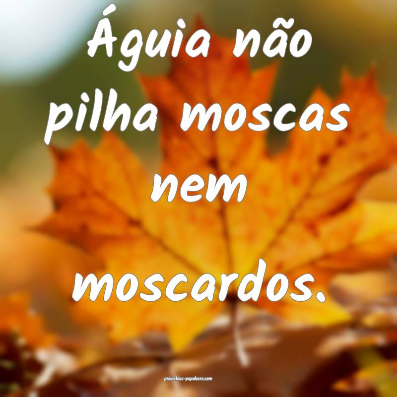 Águia não pilha moscas nem moscardos.
...