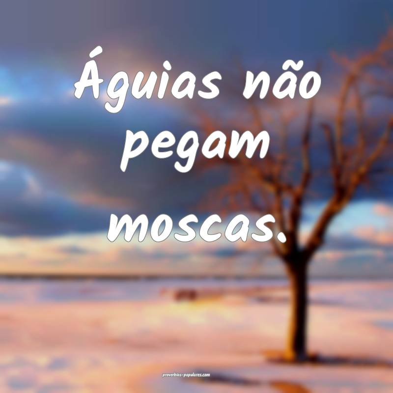 Águias não pegam moscas.
...