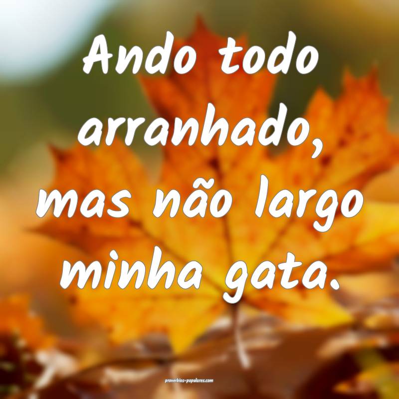 Ando todo arranhado, mas não largo minha gata.
...