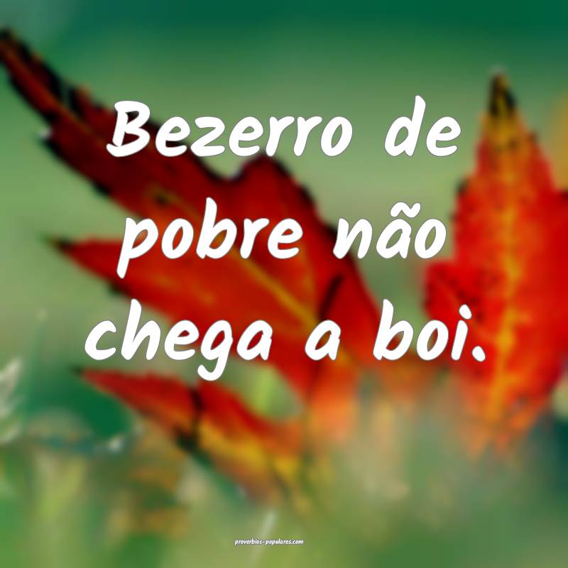 Bezerro de pobre não chega a boi.
...