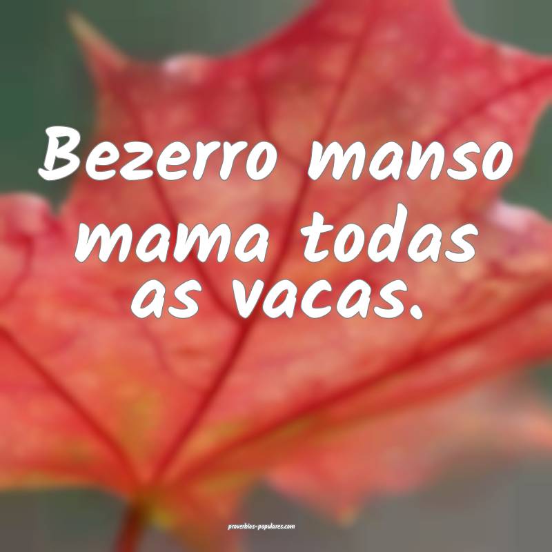 Bezerro manso mama todas as vacas.
...