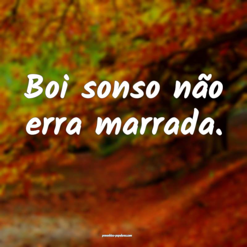 Boi sonso não erra marrada.
...