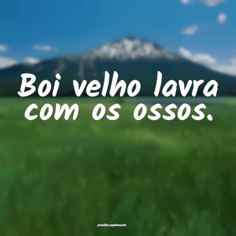 Boi velho lavra com os ossos.
...