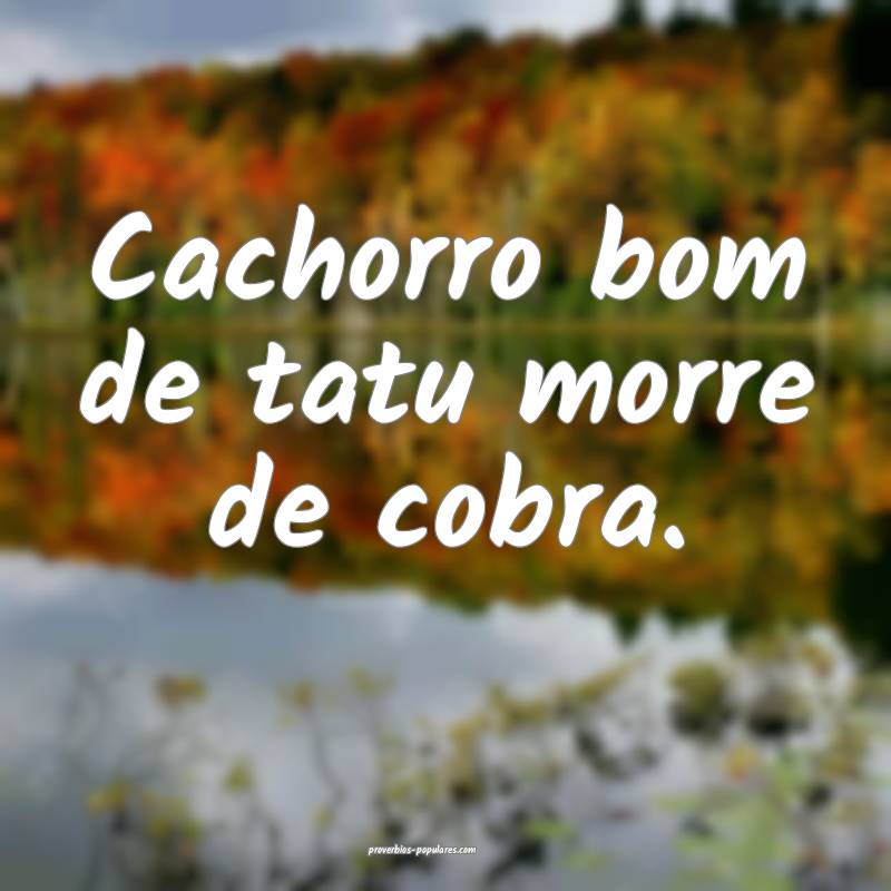 Cachorro bom de tatu morre de cobra.
...