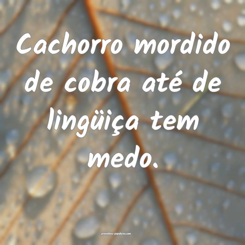 Cachorro mordido de cobra até de lingüiça tem medo.
...