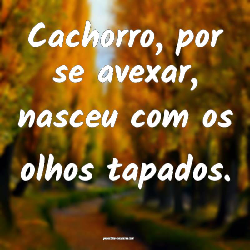 Cachorro, por se avexar, nasceu com os olhos tapados.
...