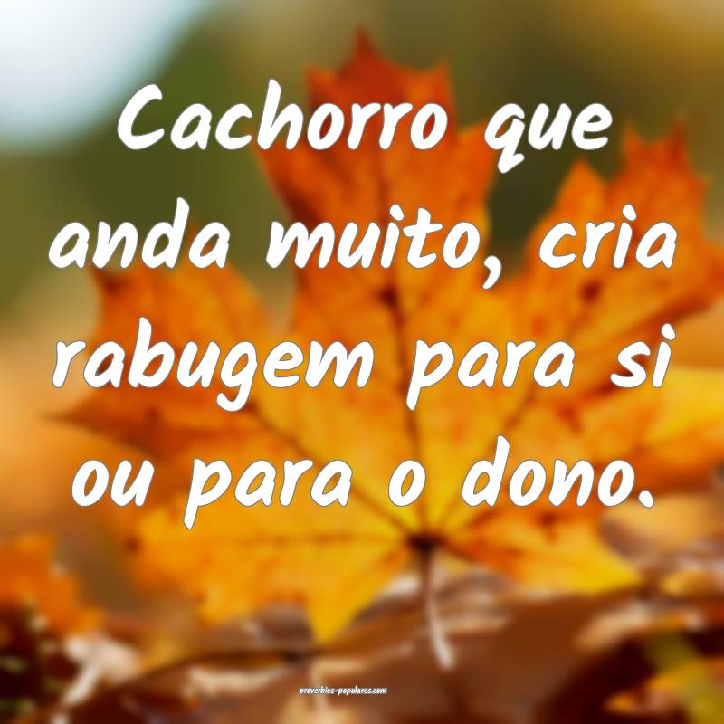 Cachorro que anda muito, cria rabugem para si ou p ...