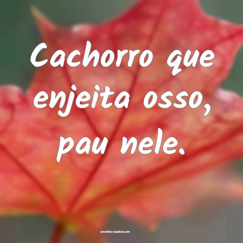 Cachorro que enjeita osso, pau nele.
...