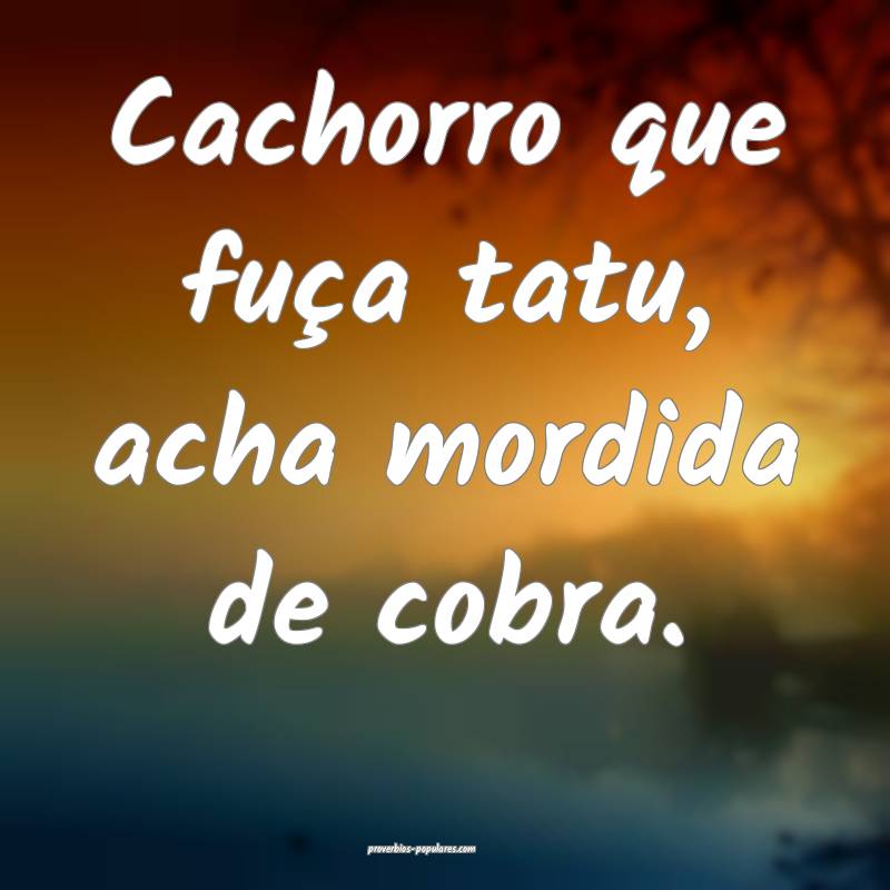 Cachorro que fuça tatu, acha mordida de cobra.
...