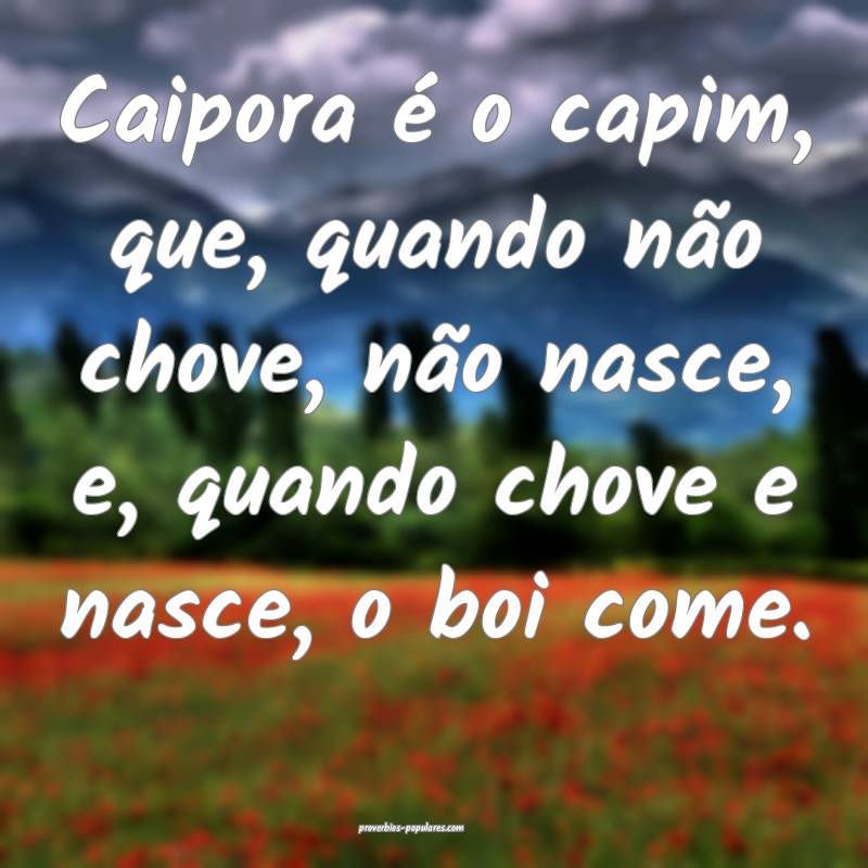 Caipora é o capim, que, quando não chove, não nasce, e, quando chov...
