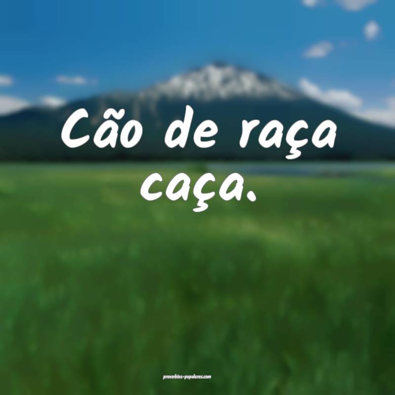 Cão de raça caça.
...
