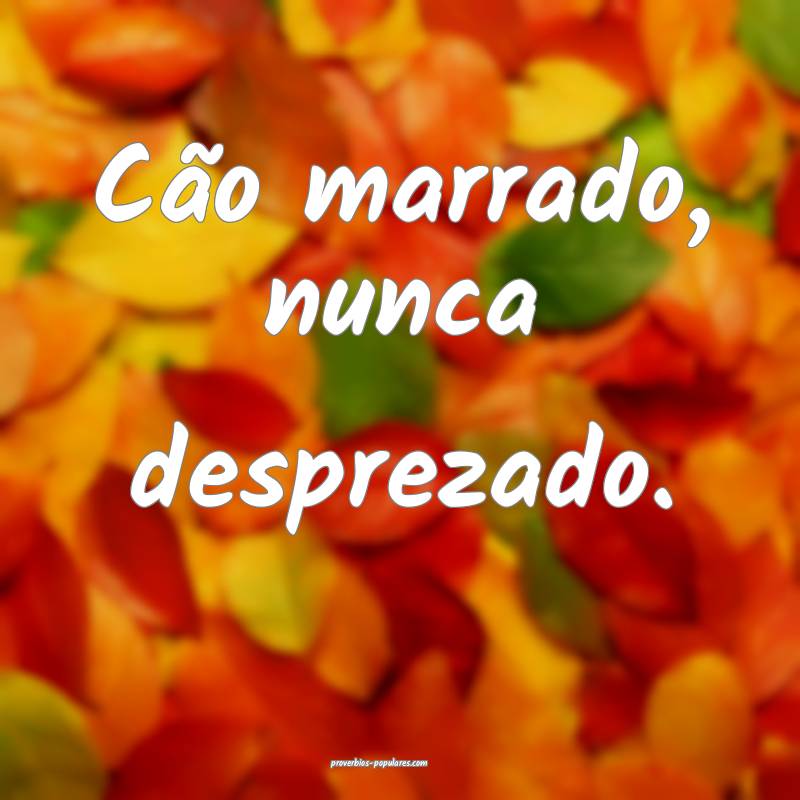 Cão marrado, nunca desprezado.
 ...