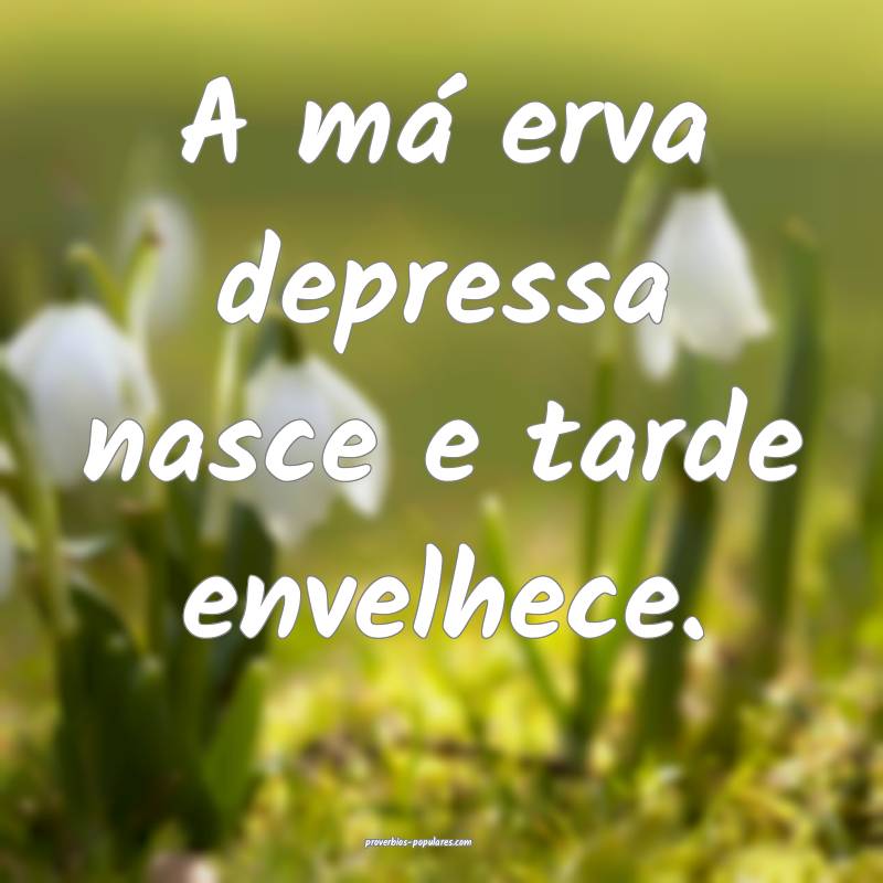 A má erva depressa nasce e tarde envelhece. 
...
