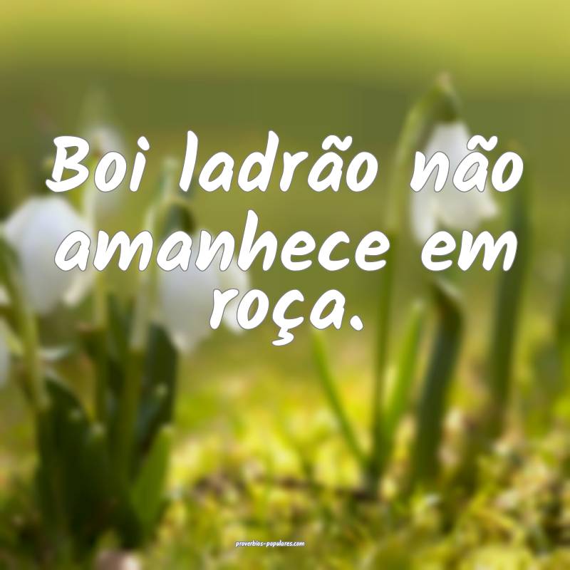 Boi ladrão não amanhece em roça. 
 ...