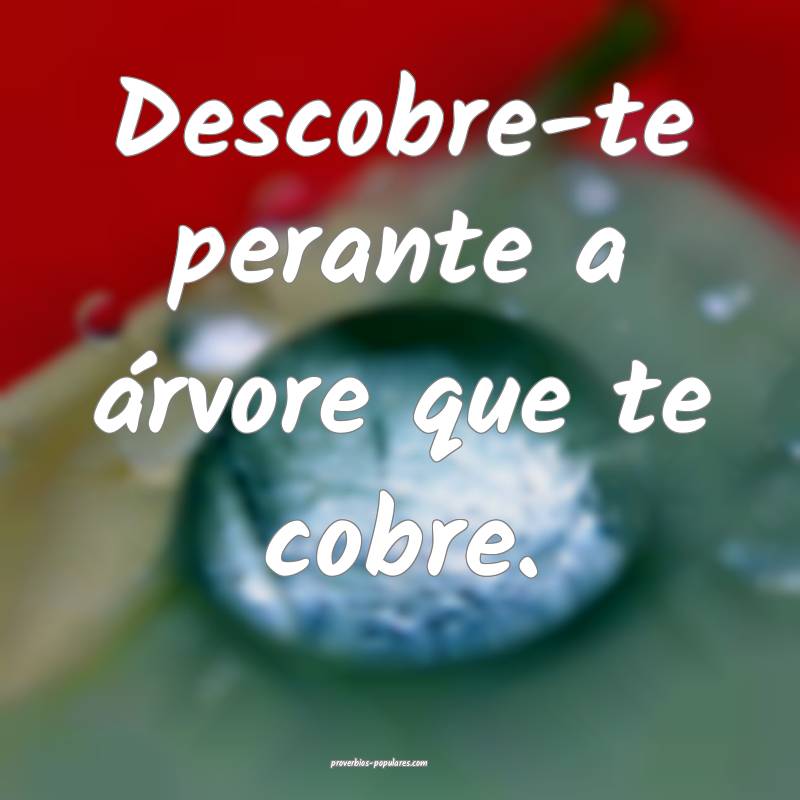 Descobre-te perante a árvore que te cobre.
...