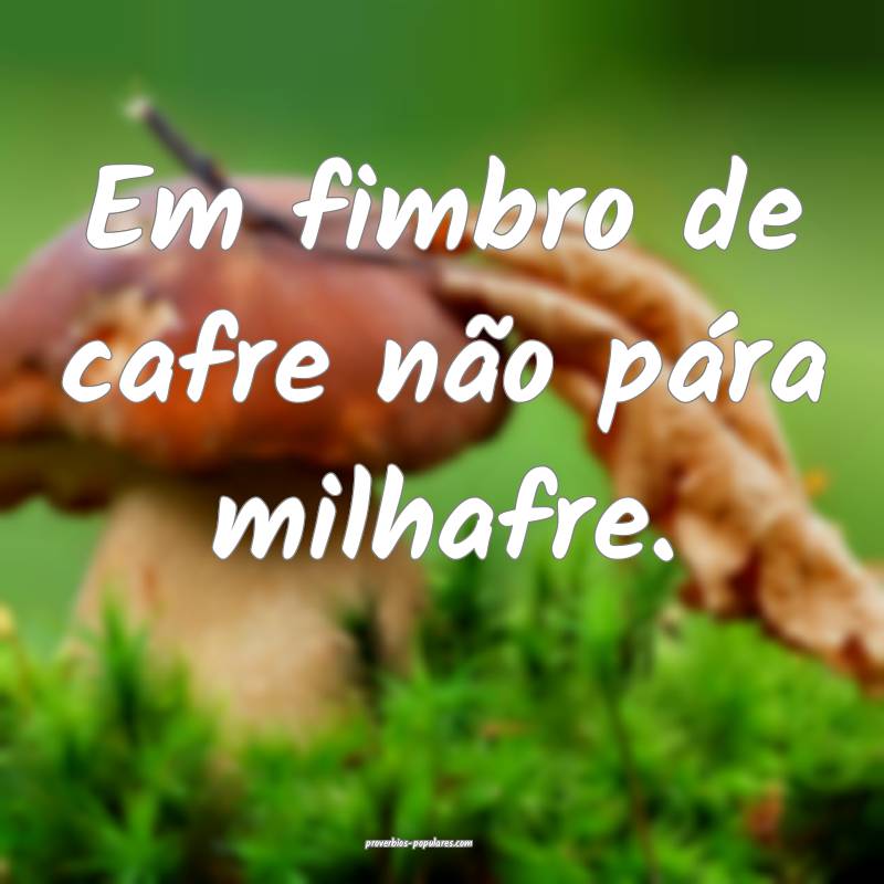 Em fimbro de cafre não pára milhafre.
...