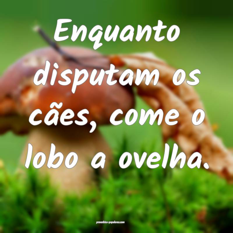Enquanto disputam os cães, come o lobo a ovelha.
...
