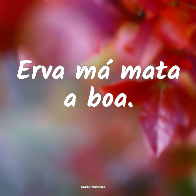 Erva má mata a boa.
 ...