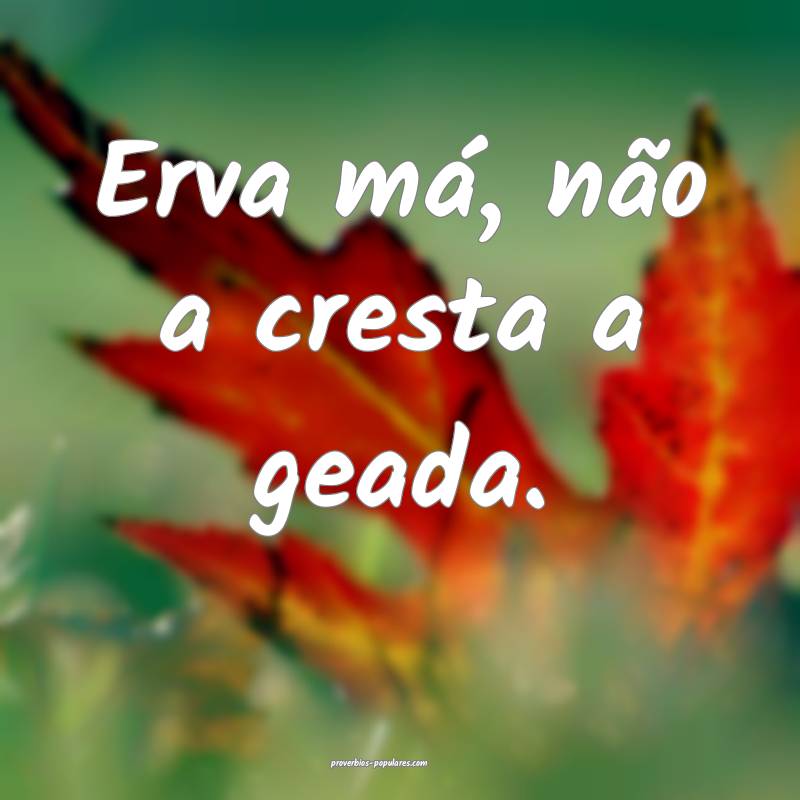 Erva má, não a cresta a geada.
...