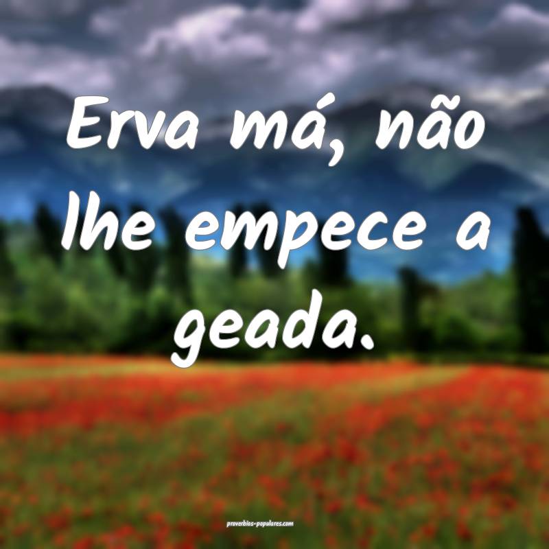 Erva má, não lhe empece a geada.
...