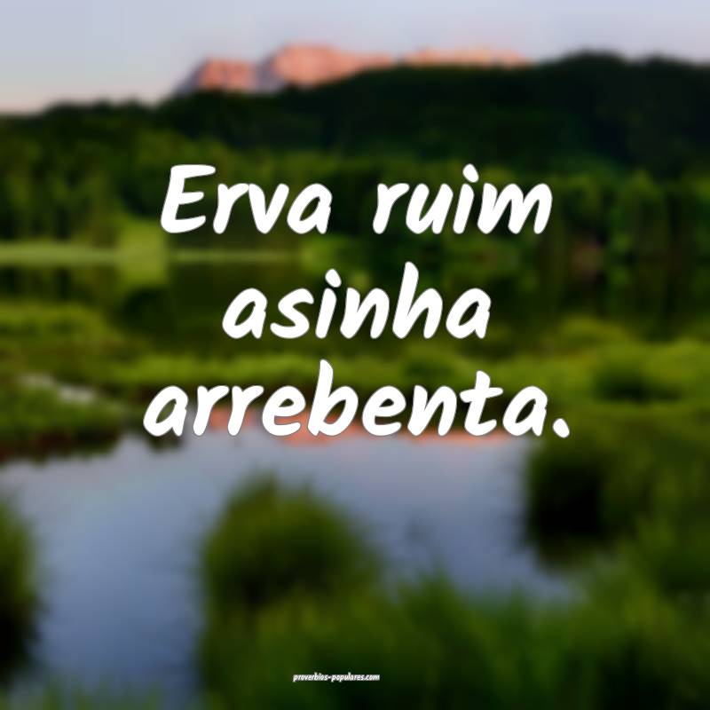 Erva ruim asinha arrebenta.
...