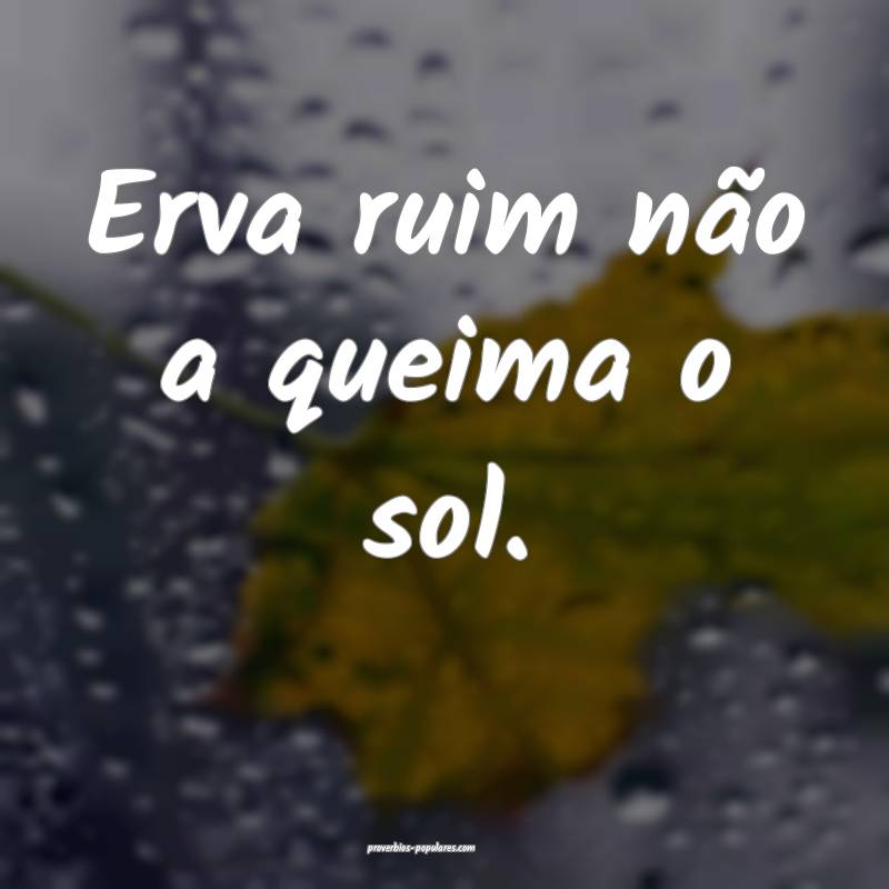 Erva ruim não a queima o sol.
 ...