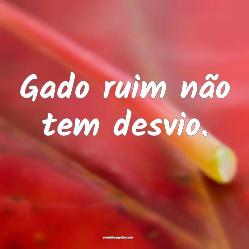 Gado ruim não tem desvio.
 ...