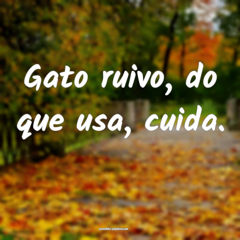 Gato ruivo, do que usa, cuida.
...