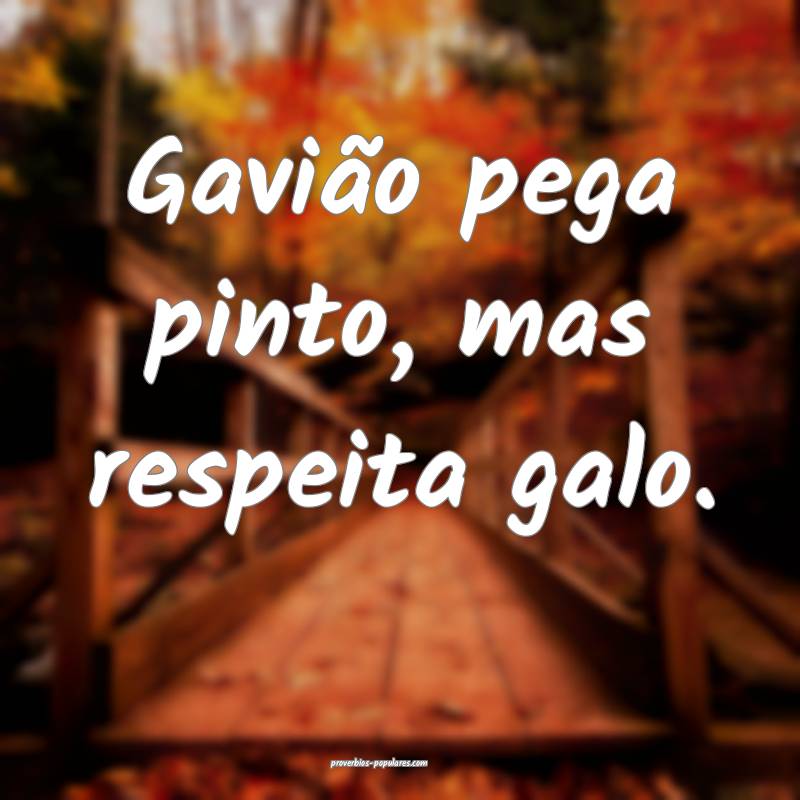 Gavião pega pinto, mas respeita galo.
...