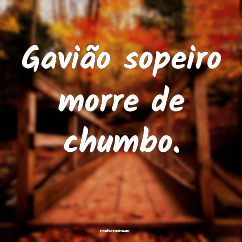 Gavião sopeiro morre de chumbo.
...